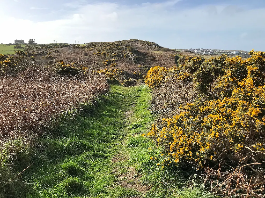 The Anglesey Coast Path east of Amlwch, a grass track between gorse in flower with houses on the skyline