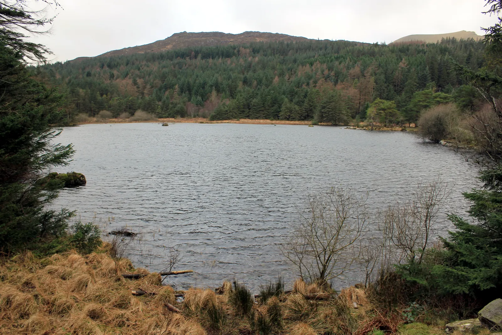 Llyn Llywelyn in Beddgelert Forest