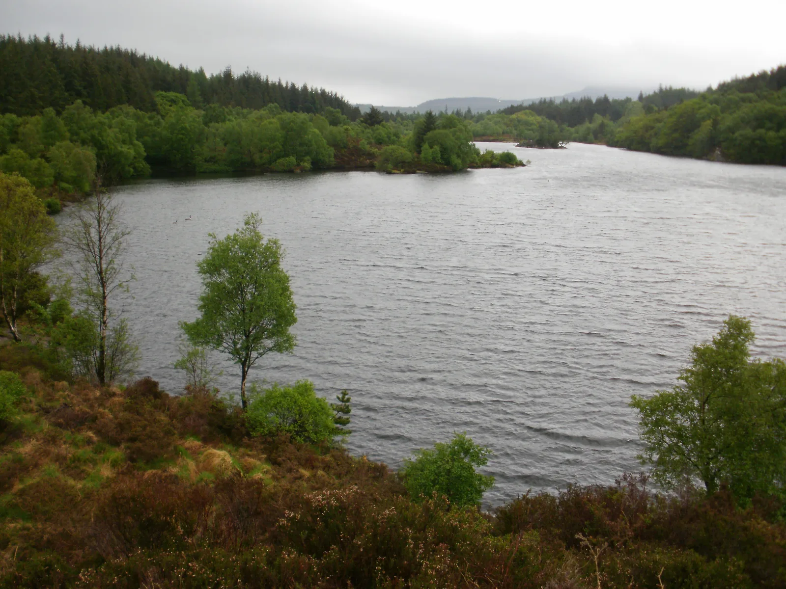 Llyn Elsi seen from its northern shore, forested slopes rising around the water