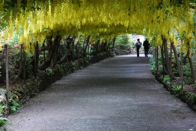 The Laburnum Arch at Bodnant Garden in full bloom, a golden flowering tunnel over a gravel path, with visitors walking beneath it.