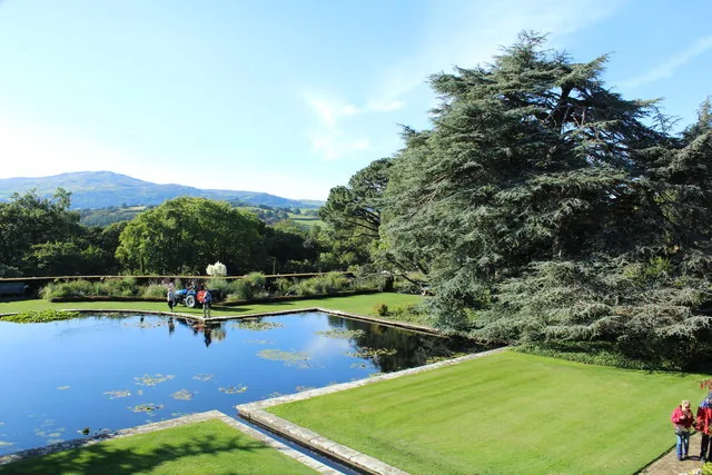 'Cedrus atlantica', a large blue Atlas cedar beside the Lily Pond at Bodnant Garden, with hills beyond.