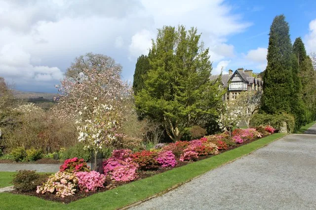 An azalea border in bloom at Bodnant Garden, pink and red flowering shrubs beside the hall.