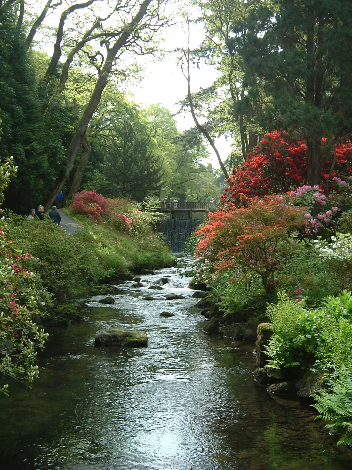 The River Hiraethlyn running through the Dell at Bodnant Garden, past a weir and flowering azaleas.