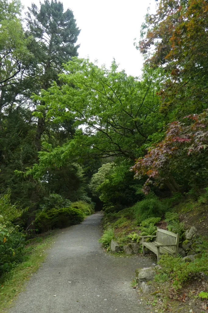 A gravel path winding through mature woodland at Bodnant Garden, with a bench and Japanese maples beside the trail.