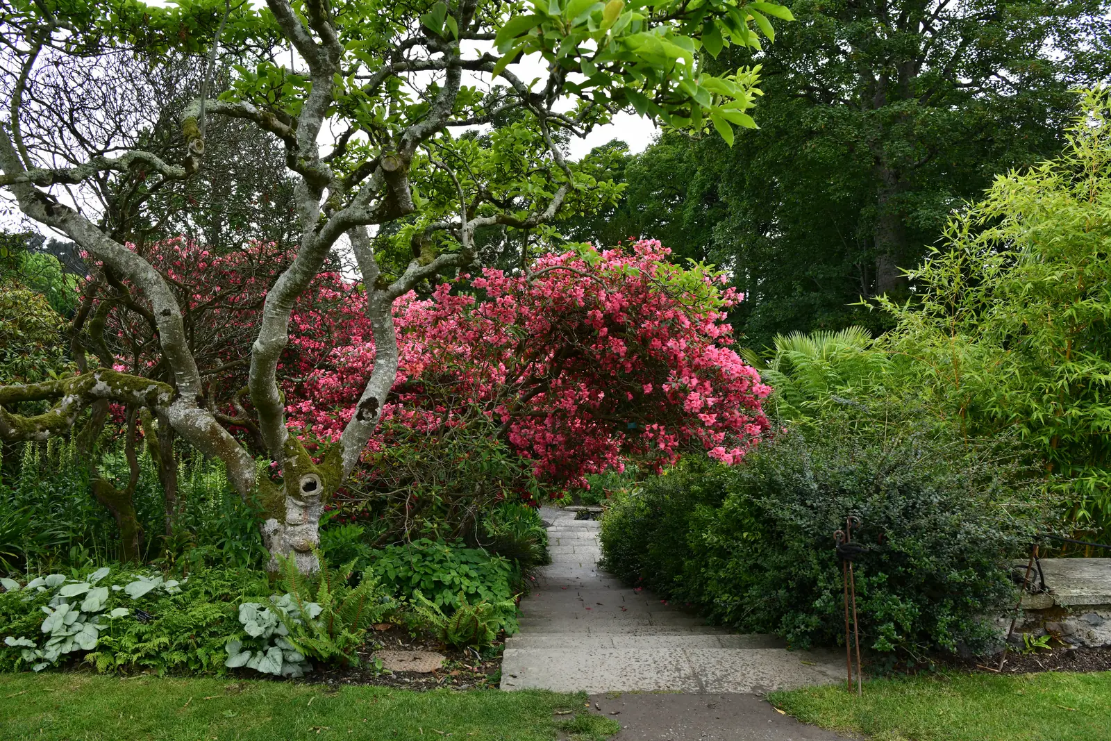 A rhododendron in full pink flower arching over a stone path at Bodnant Garden.