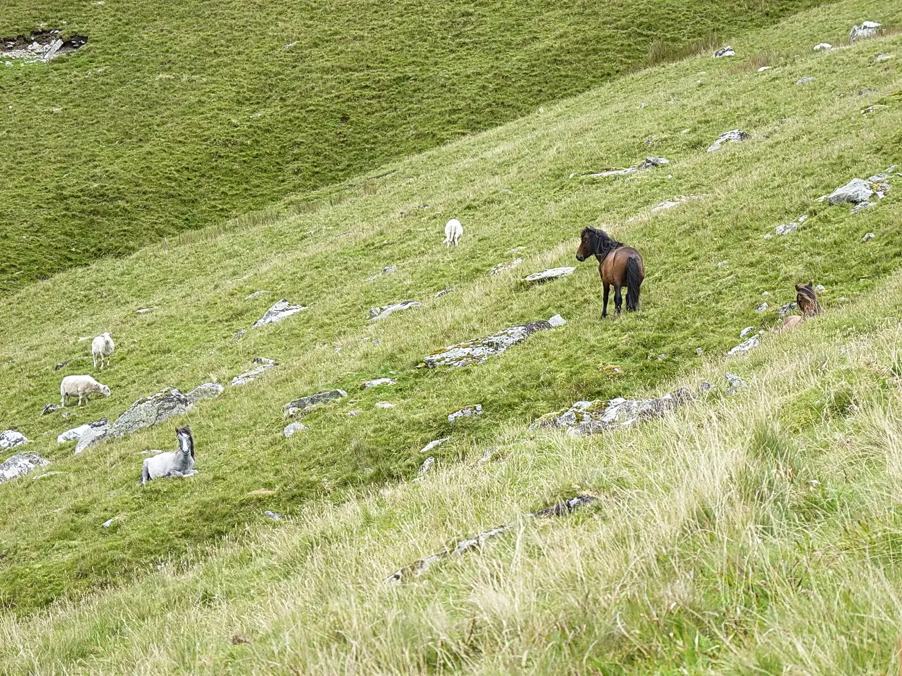Carneddau ponies and sheep grazing on the open grass slopes of Carnedd Llewelyn