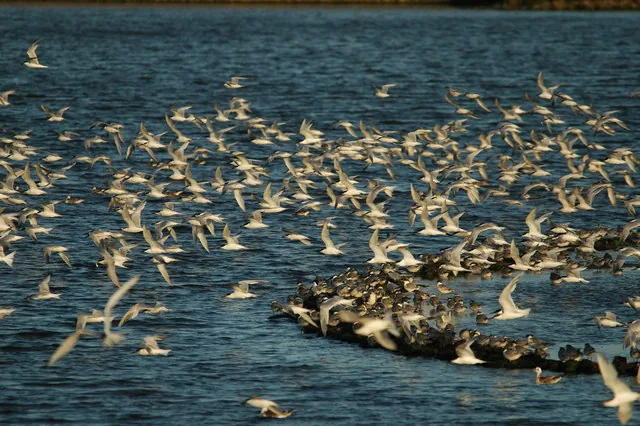 A large flock of terns wheeling over Cemlyn lagoon and a low nesting island crowded with birds.