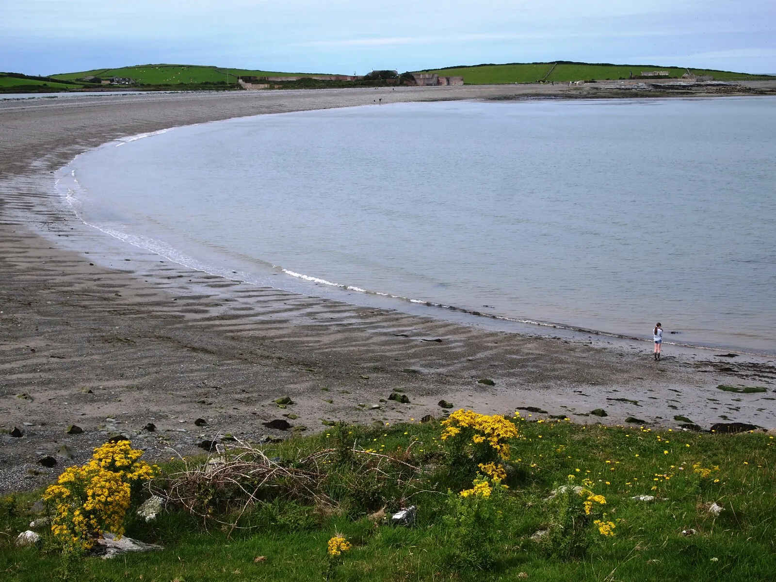 The wide curve of Cemlyn Bay under a soft sky, gorse in flower on the grassy foreground and calm water reaching to a low green headland.