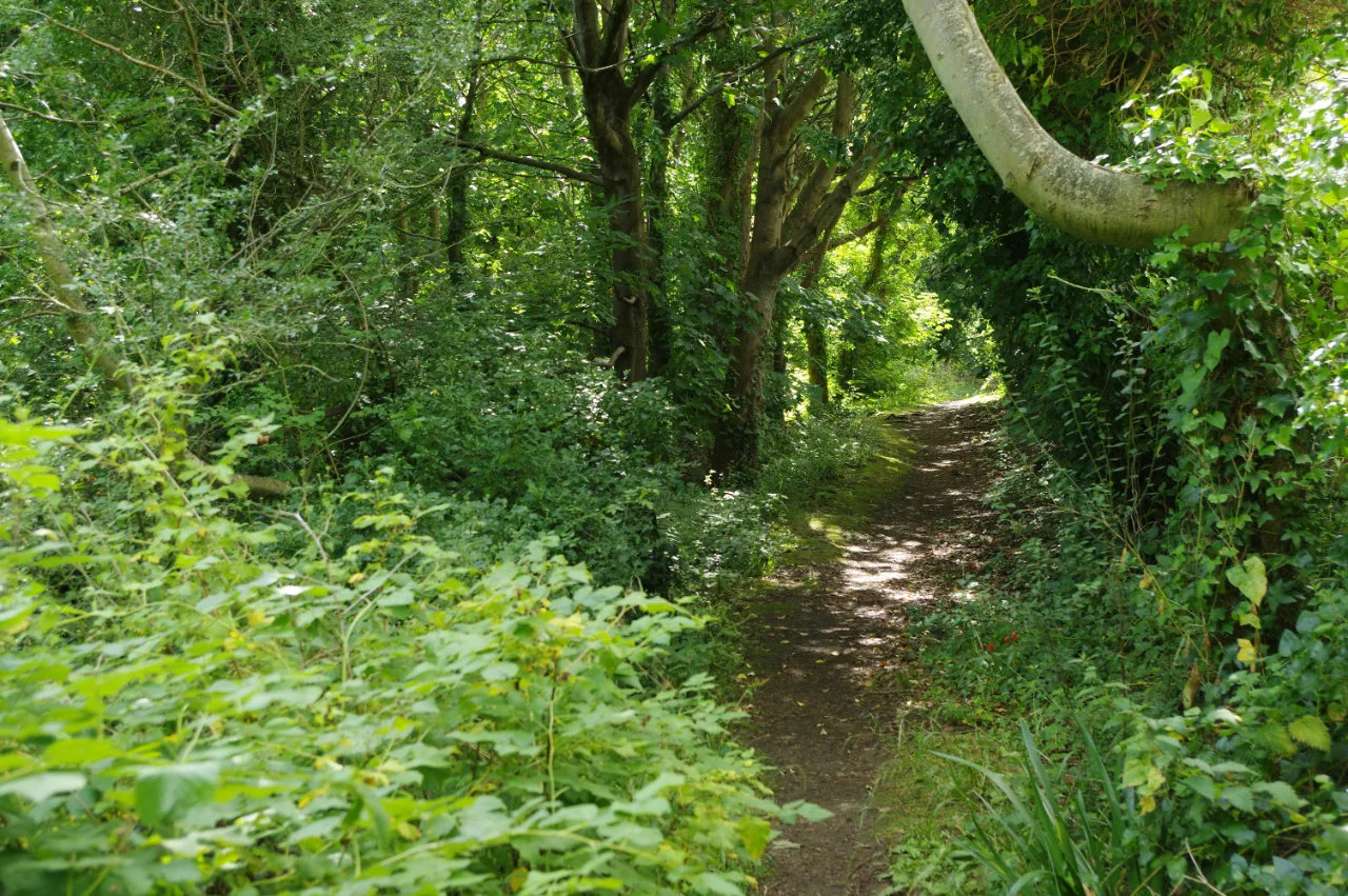 A path running into dense summer woodland at Pwllycrochan Woods above Colwyn Bay
