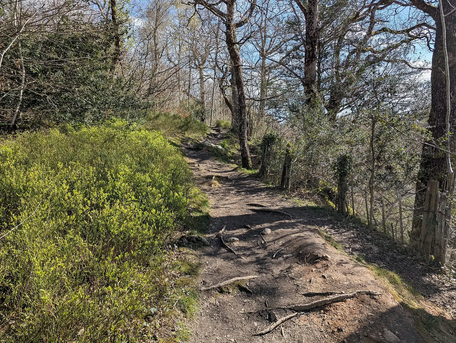 A dirt woodland path with exposed tree roots, leading towards Conwy Falls.