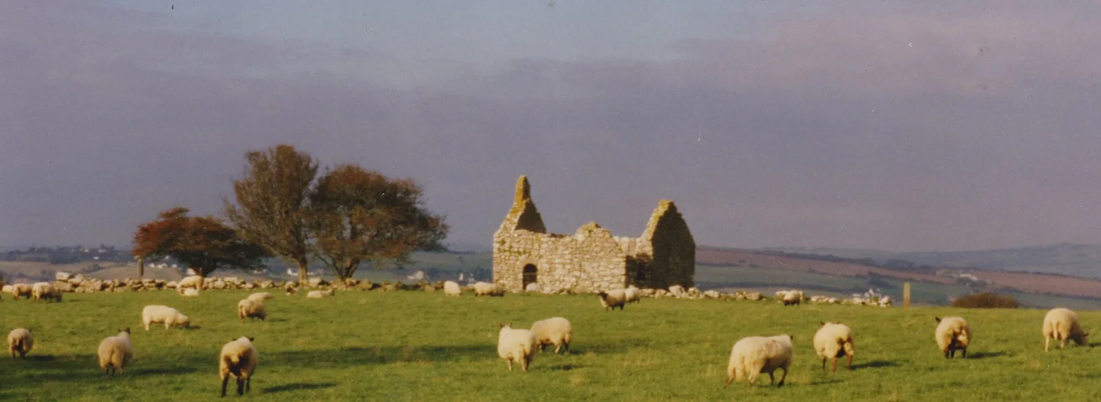Hen Capel Lligwy on the skyline with a flock of sheep grazing the field in front, autumn light over Anglesey.