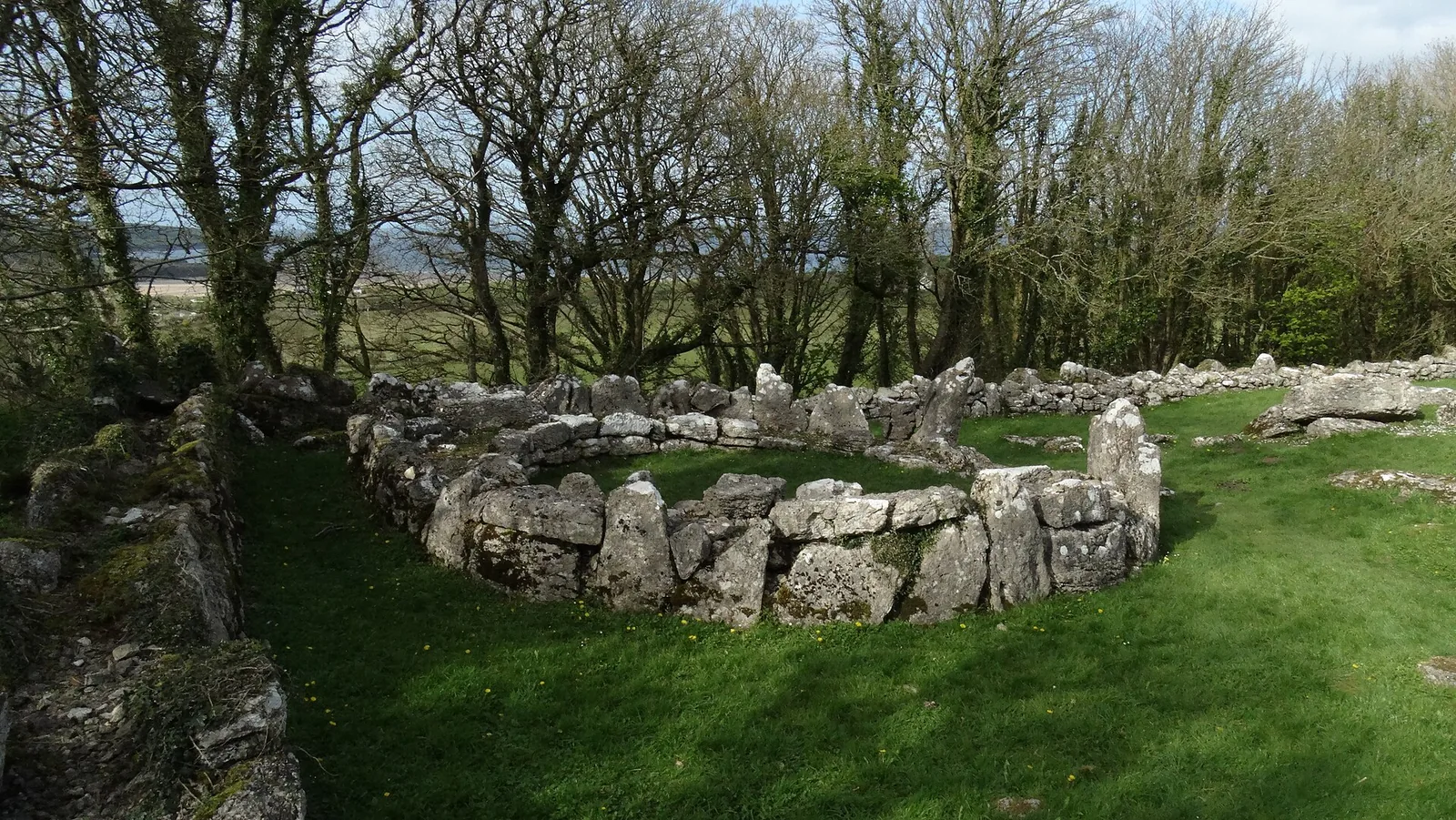 The circular stone walls of the Din Lligwy Romano-British hut group standing in a woodland clearing, Anglesey.