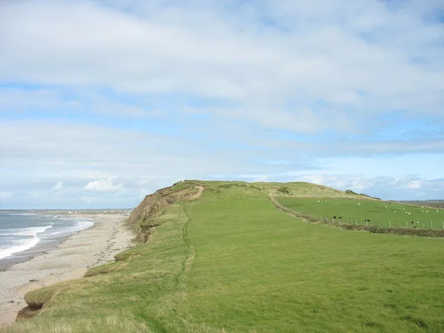 The grassy headland of Dinas Dinlle hillfort with the sea on one side and sheep grazing, a hint of erosion along the seaward edge.