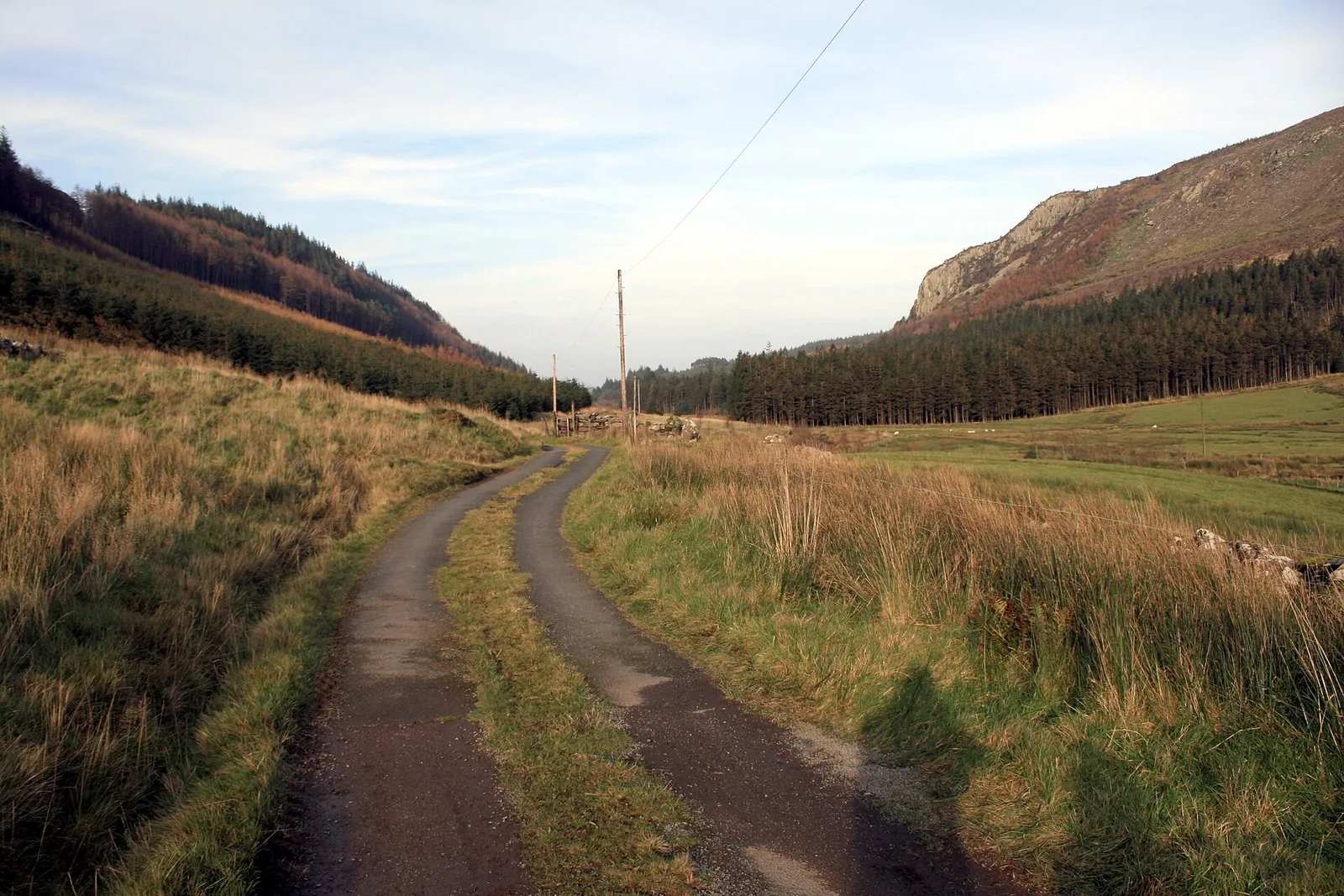Sarn Helen running up Cwm Penamnen as a narrow tarmac lane between rough grass and conifer plantation