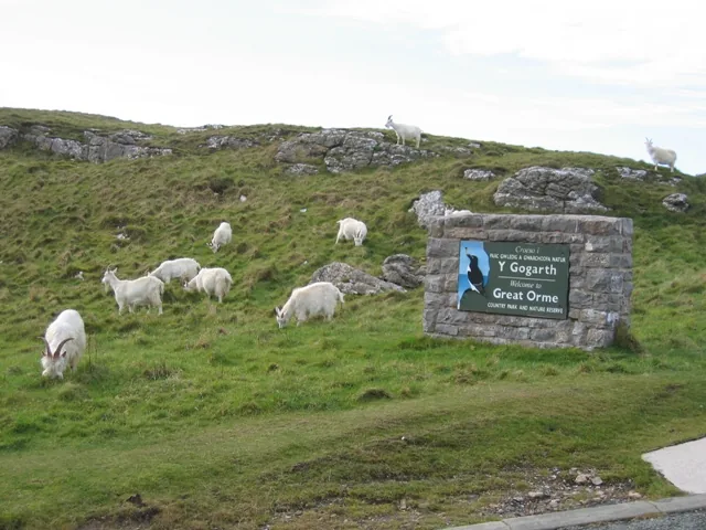 Kashmiri goats grazing on the grassy hillside beside the Great Orme Country Park welcome sign.