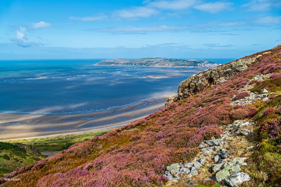The historic blue Great Orme Tramway car climbing the grassy summit of the Great Orme above Llandudno, Conwy.
