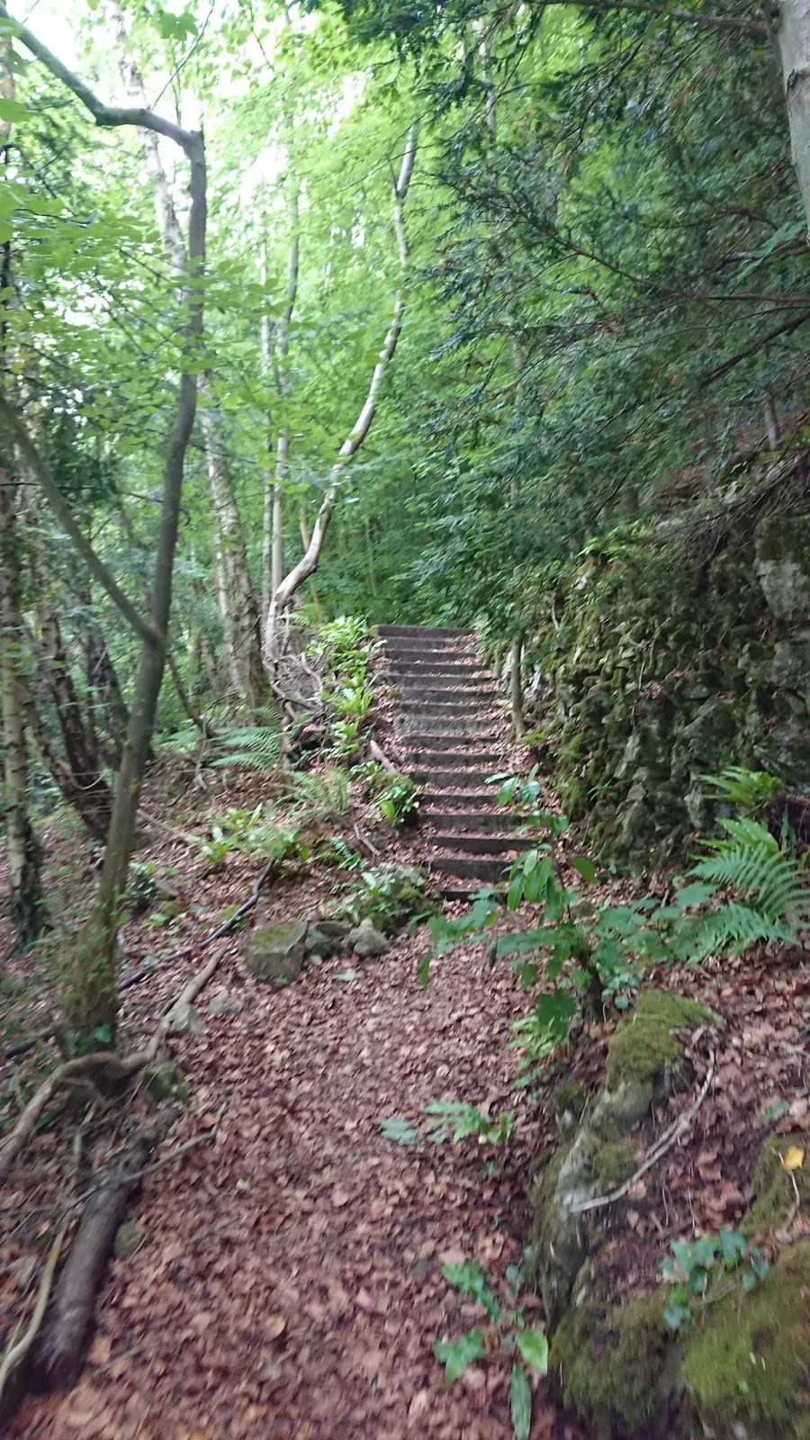 A stepped woodland path within the Gwrych Castle grounds, edged with ferns and moss.