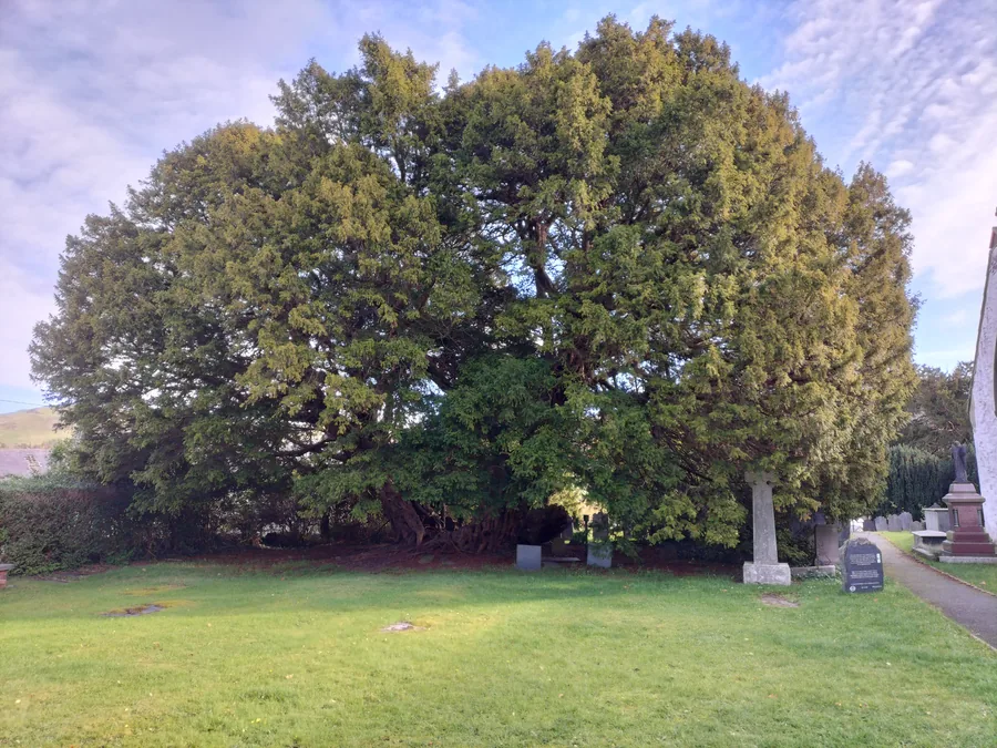 The Llangernyw Yew in sunlight, its spreading trunk and low branches filling the churchyard at St Digain's.