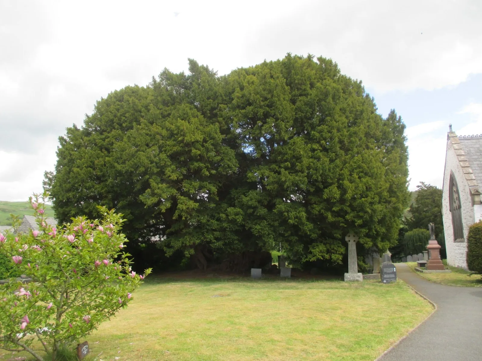 The ancient yew at St Digain's Church, Llangernyw, seen from the churchyard path
