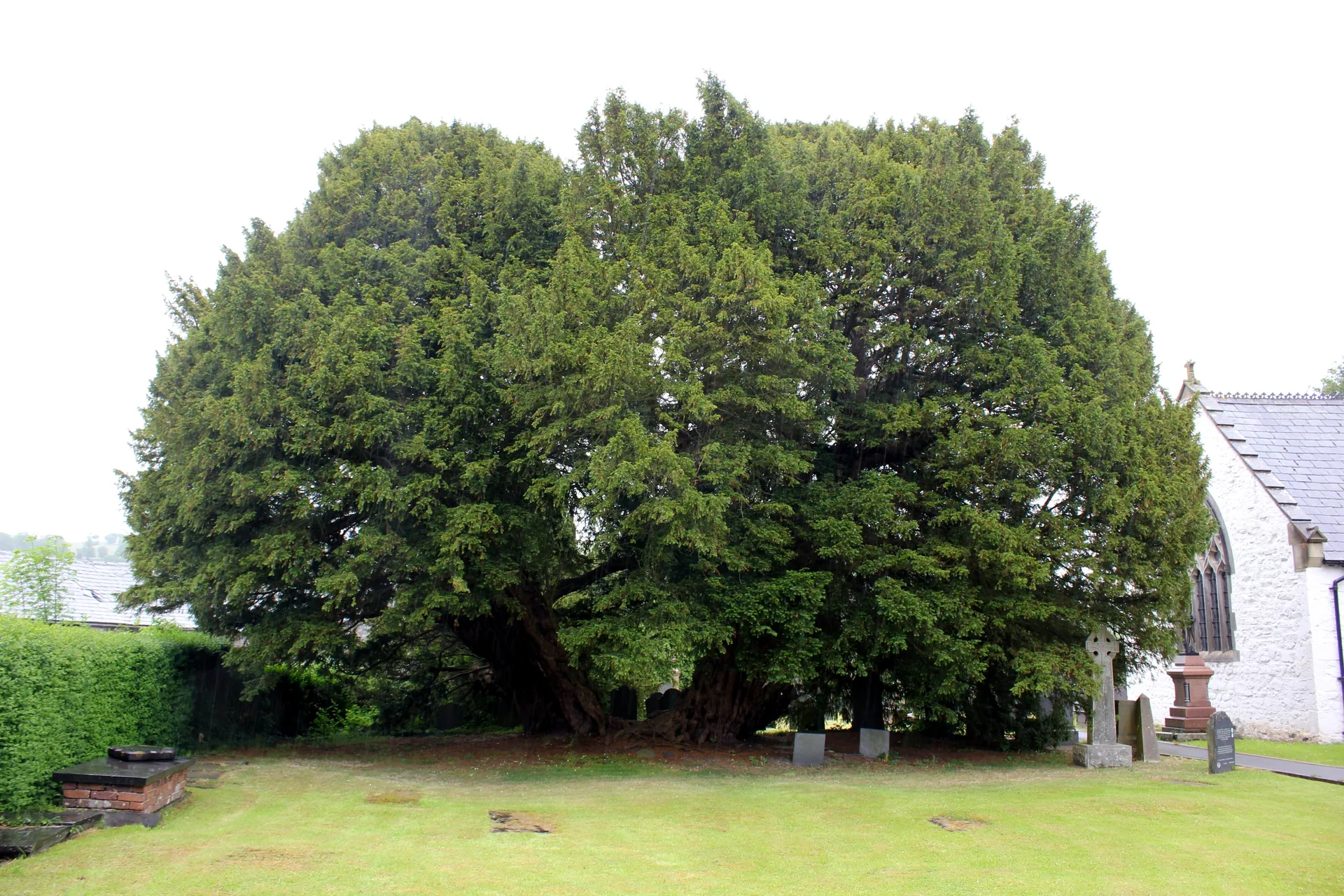 The Llangernyw Yew spreading low and wide across the churchyard at St Digain's, the white church gable and headstones behind it