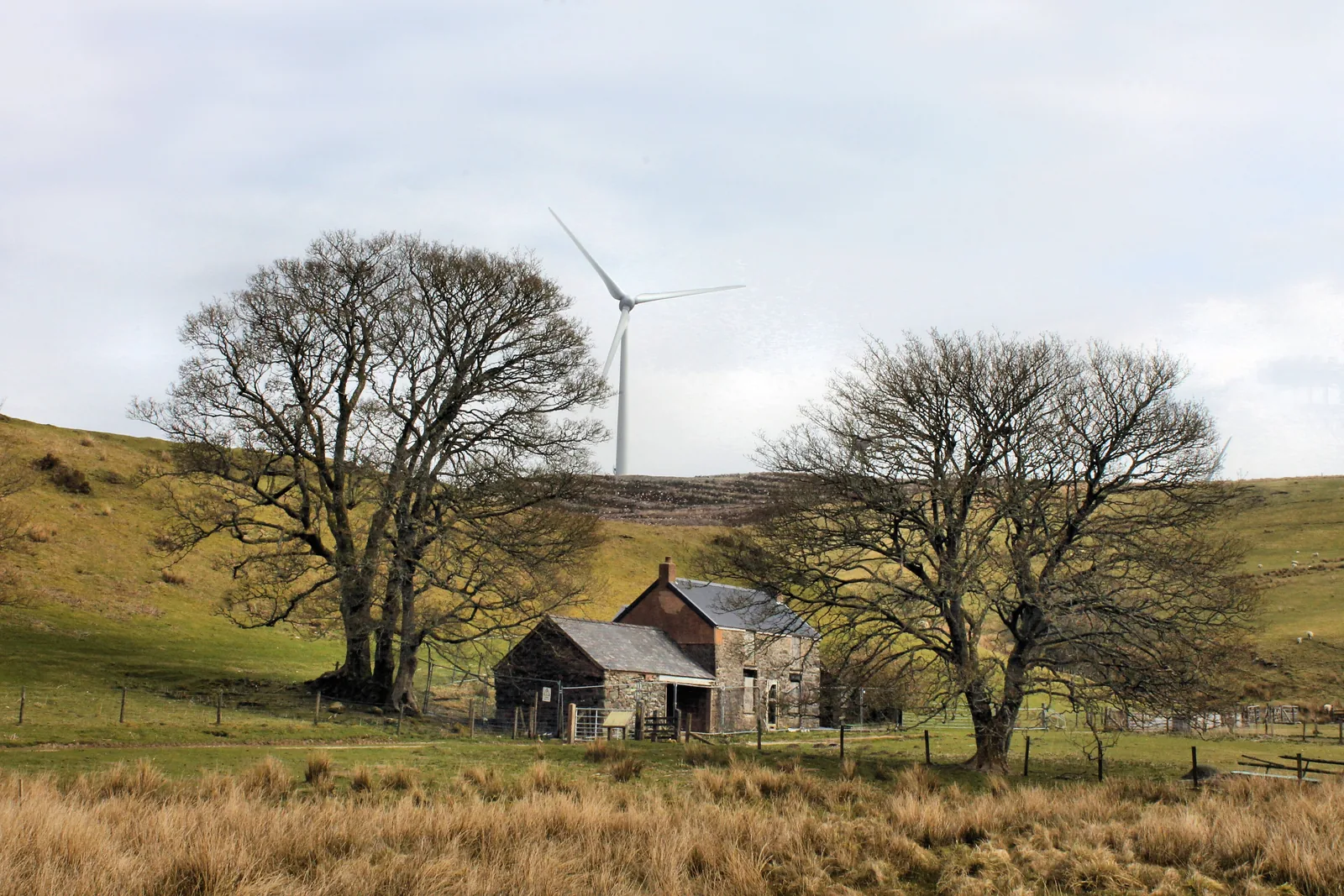 The ruined farmstead of Hafotty Sion Llwyd among bare trees on the shore of Llyn Brenig, with a wind turbine on the skyline.