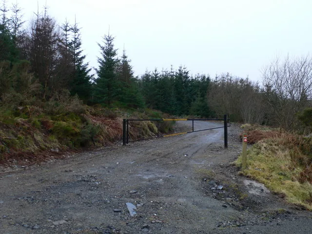 A forest track through Gwydir Forest.