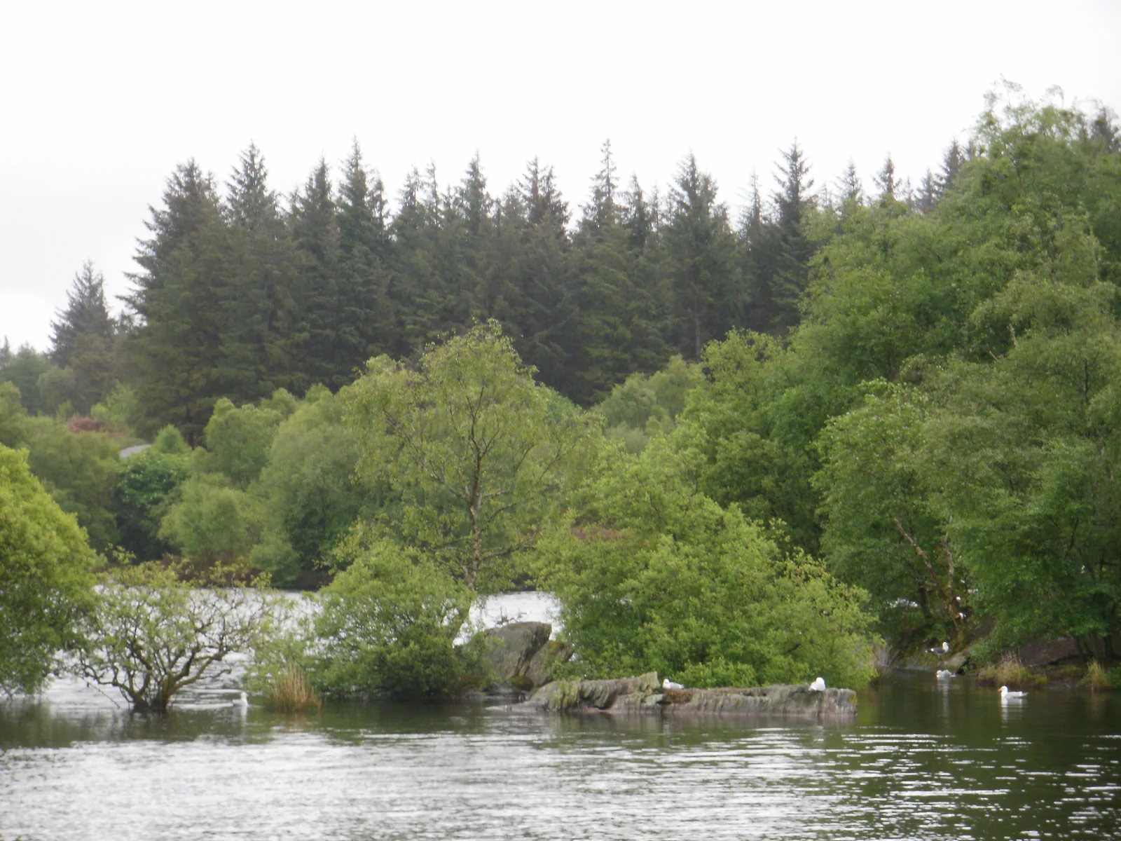 Gulls standing on a low rocky islet in Llyn Elsi, with birch scrub on the island and a wall of spruce behind.