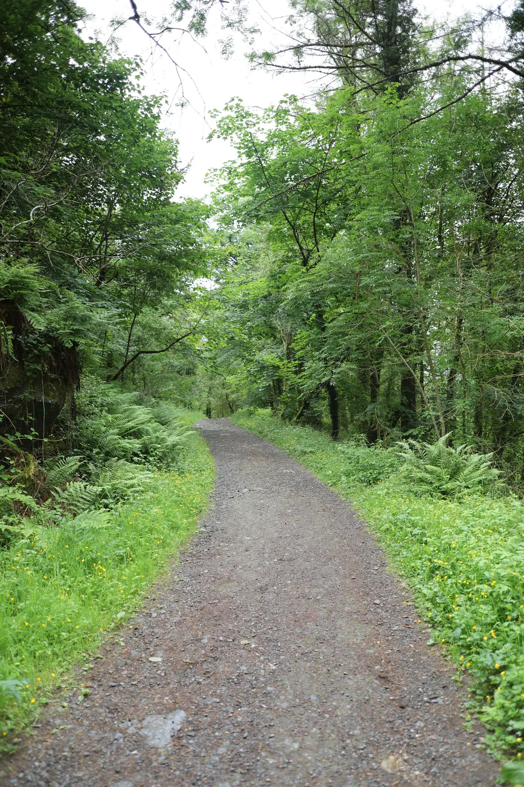 A gravel forest track climbing between ferns and summer trees on the route between Llyn Elsi and Betws-y-Coed.