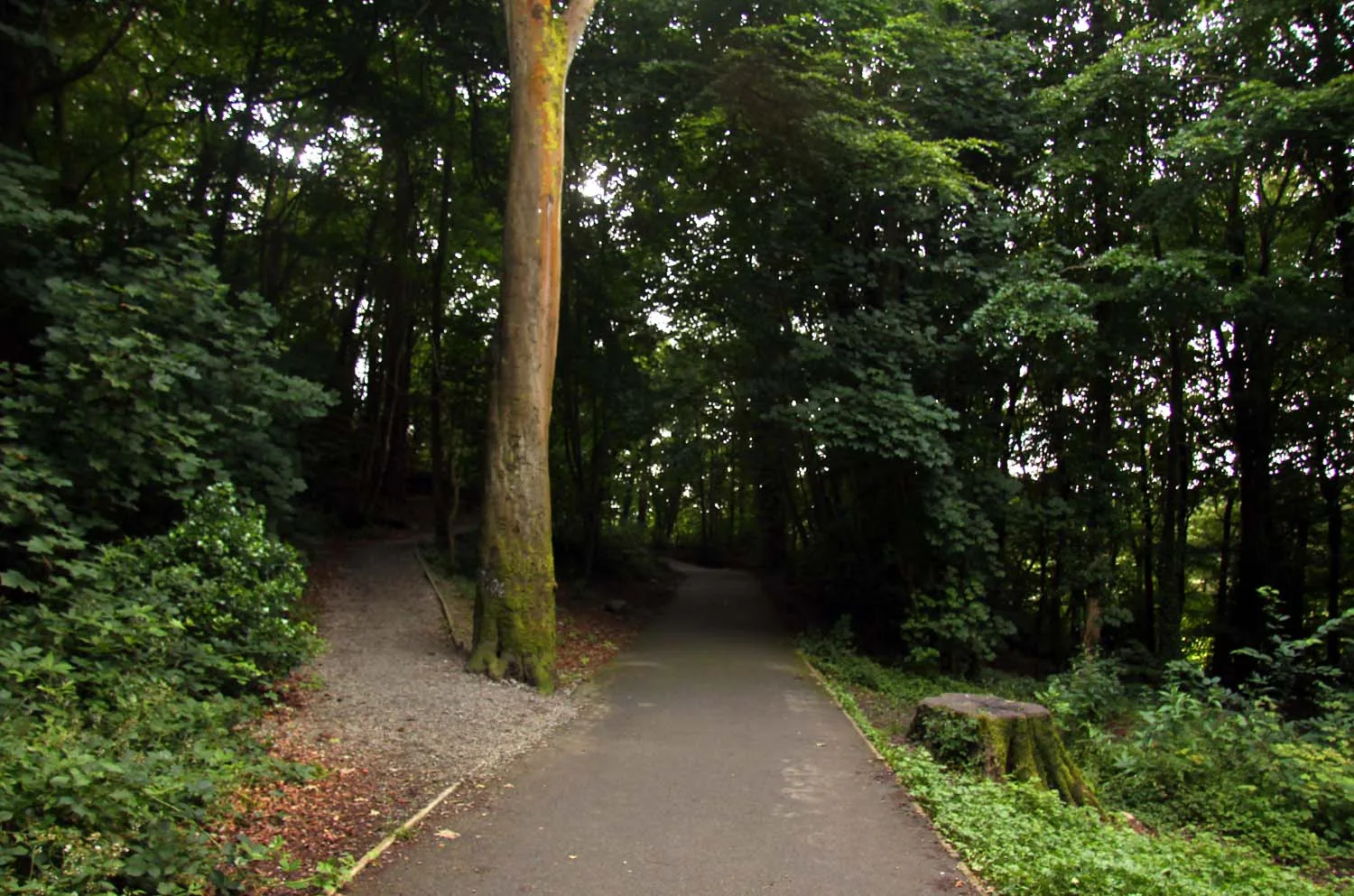 A woodland path through Coed Cyrnol at Menai Bridge, tall pines on both sides and fallen leaves across the track