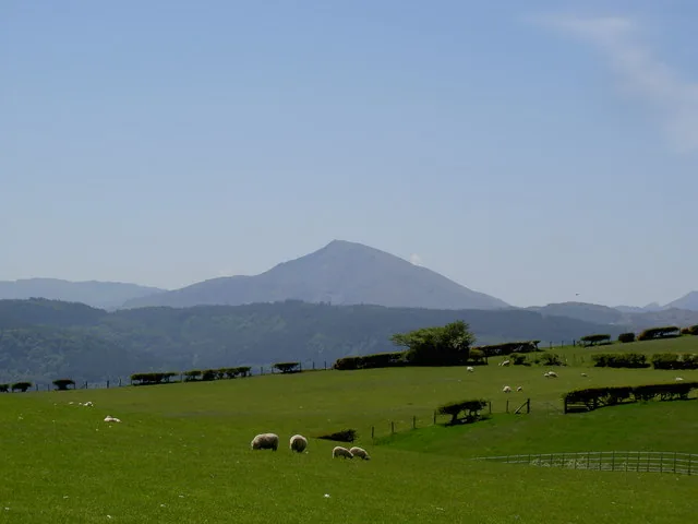 Sheep grazing in farmland below Moel Siabod, with the mountain's ridge visible in the hazy distance