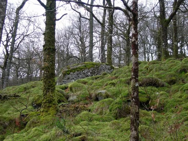 Coed Bryn-engan, the woodland the Plas y Brenin path climbs through before reaching Moel Siabod's open hillside