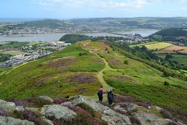 The heather ridge of Conwy Mountain running east above the Conwy estuary, with the Creuddyn peninsula beyond