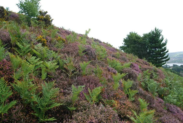 Bracken and heather on the slopes of Conwy Mountain