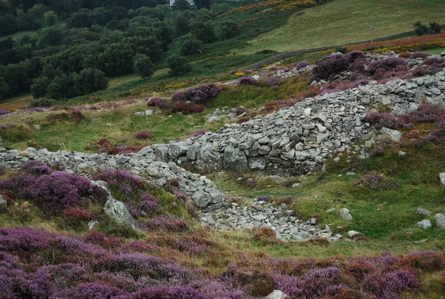 A tumbled stone rampart of the Castell Caer Seion hillfort, running through heather and gorse on the summit of Conwy Mountain