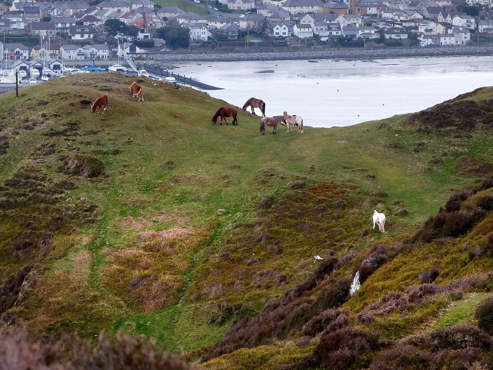 Wild ponies on Conwy Mountain