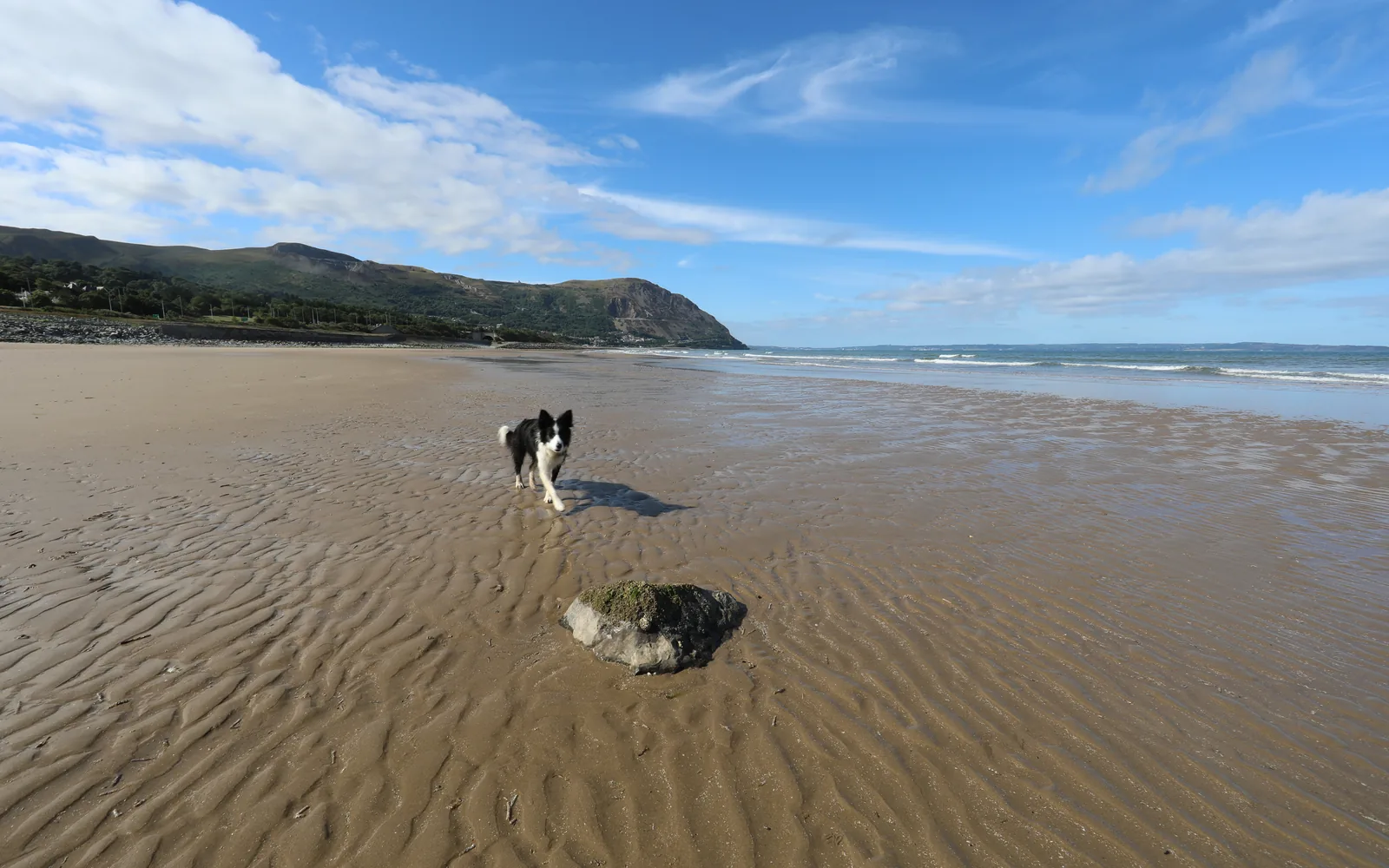 Wide rippled sand at low tide on Penmaenmawr beach, a dog running in the shallows with the headland behind