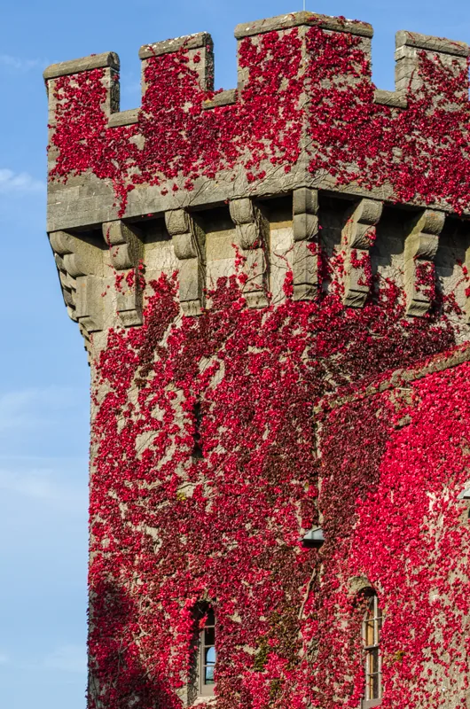 Close view of one of Penrhyn Castle's corner towers, its stonework covered in red ivy against a blue sky.