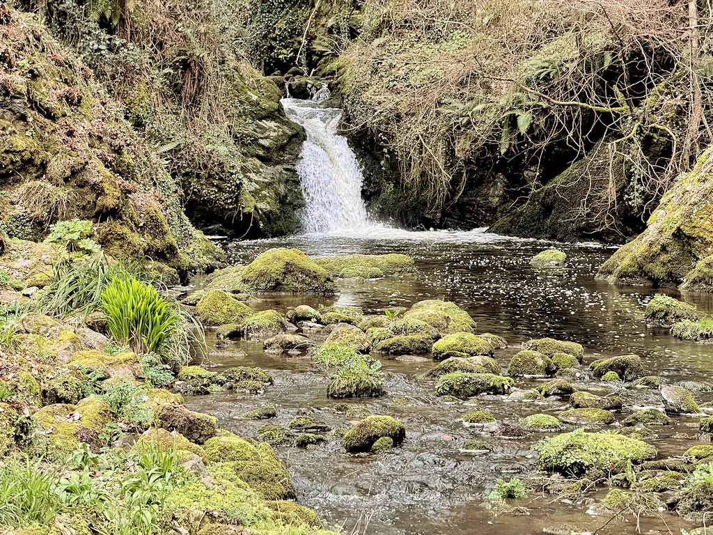 A waterfall on the River Cadnant dropping between mossy rocks and trees in the valley garden at Plas Cadnant.