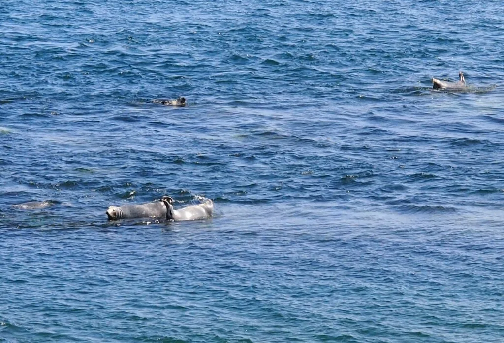 Grey seals resting in the water near the Porthdinllaen headland.