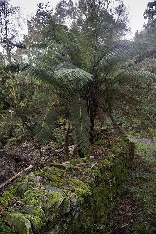 A tree fern in Y Gwyllt, the subtropical woodland garden at Portmeirion.