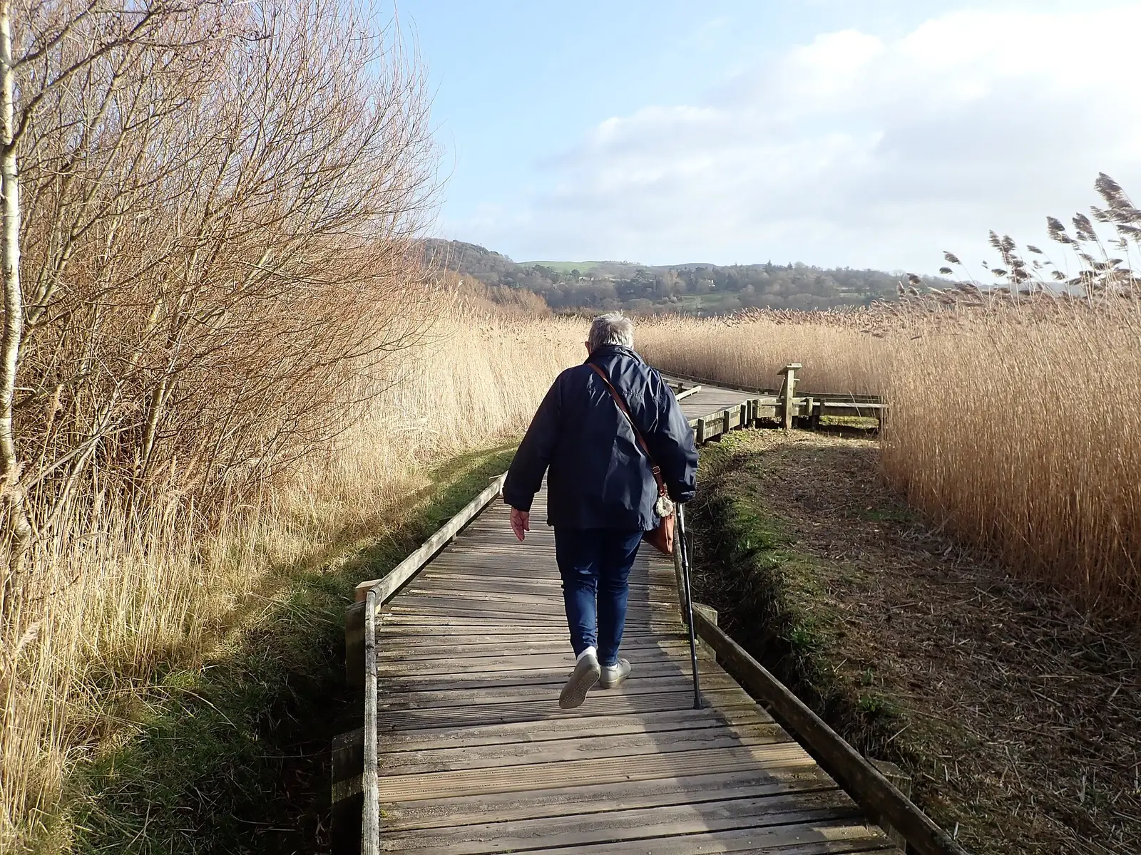 A timber boardwalk running straight through tall winter reedbeds at RSPB Conwy, a single walker with a stick heading away from the camera towards the hills.