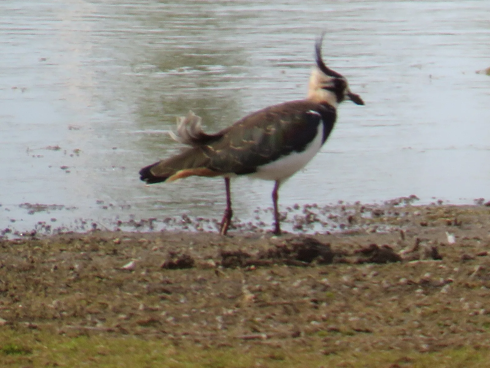 A northern lapwing standing at the muddy edge of shallow water at RSPB Conwy, its long thin crest raised.