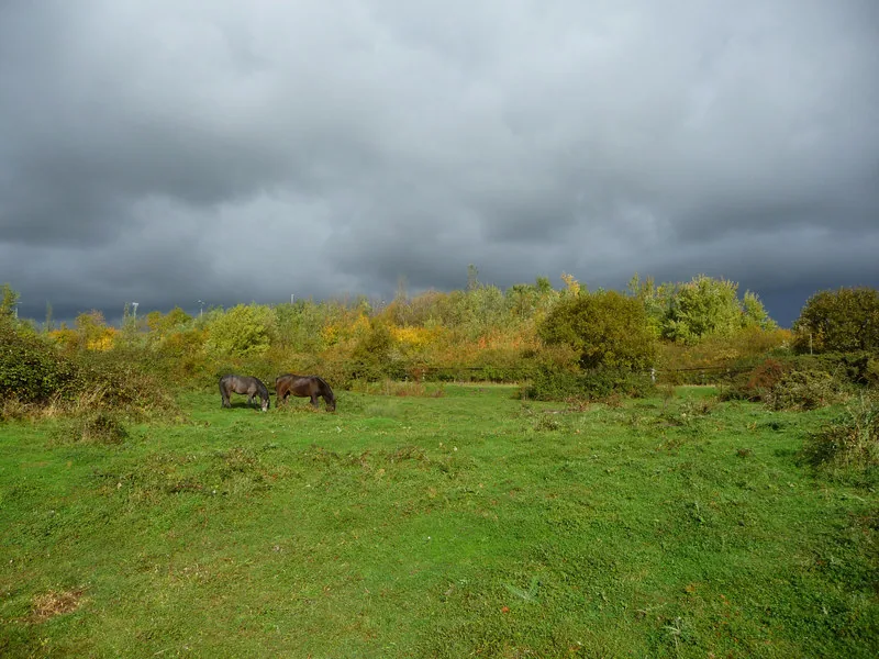 Two dark ponies grazing rough grassland at RSPB Conwy beneath a heavy grey sky, autumn scrub and trees behind them.