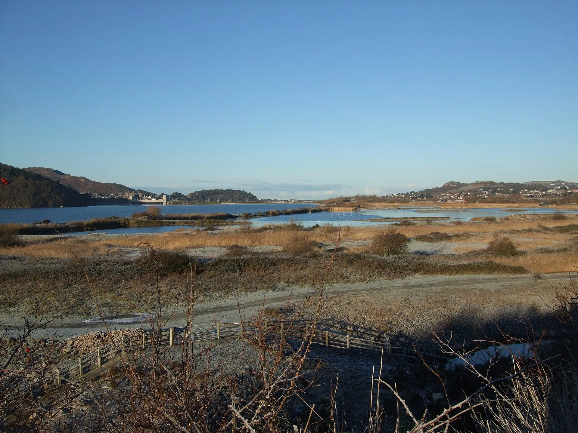 RSPB Conwy on a frosty morning: pale reedbeds and shallow lagoons in the foreground, the Conwy estuary beyond, and Conwy Castle low on the far shore under a clear blue sky.