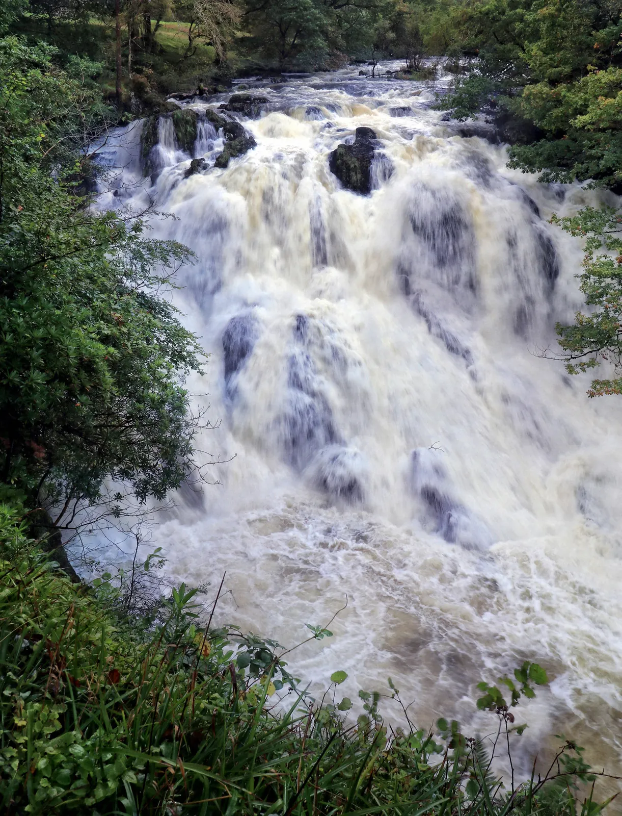 Swallow Falls in high flow, pale brown floodwater surging over the rock.