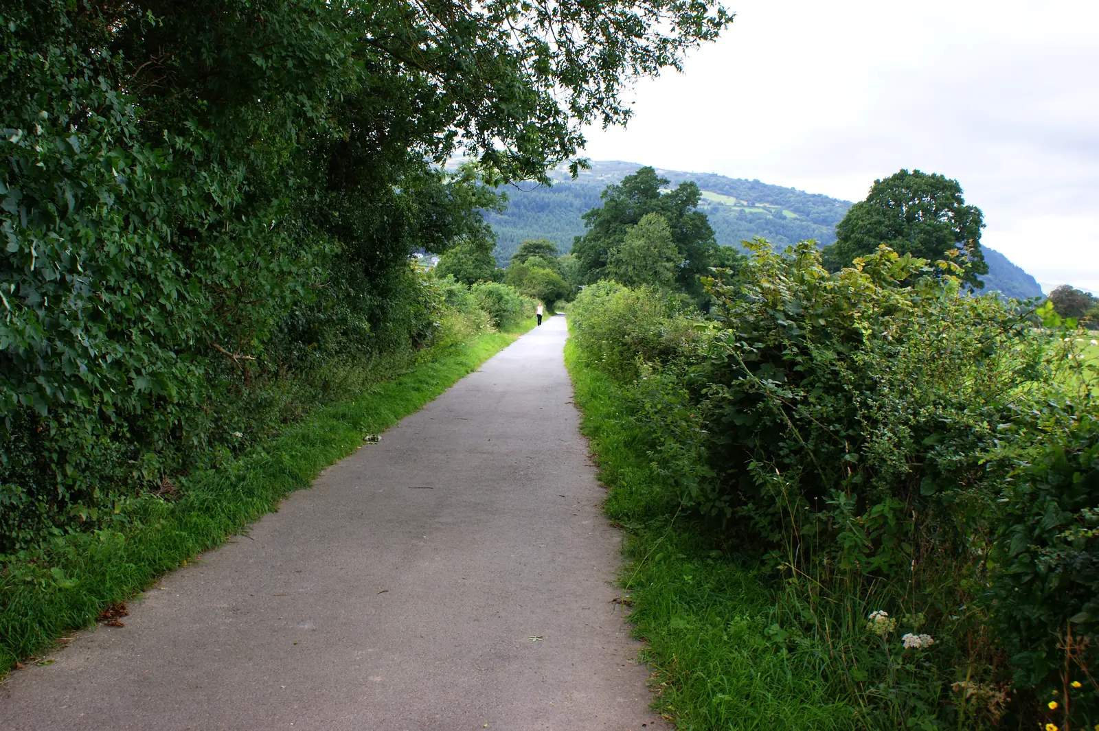 The metalled riverside lane leaving Trefriw between hedges, with the Conwy valley opening ahead
