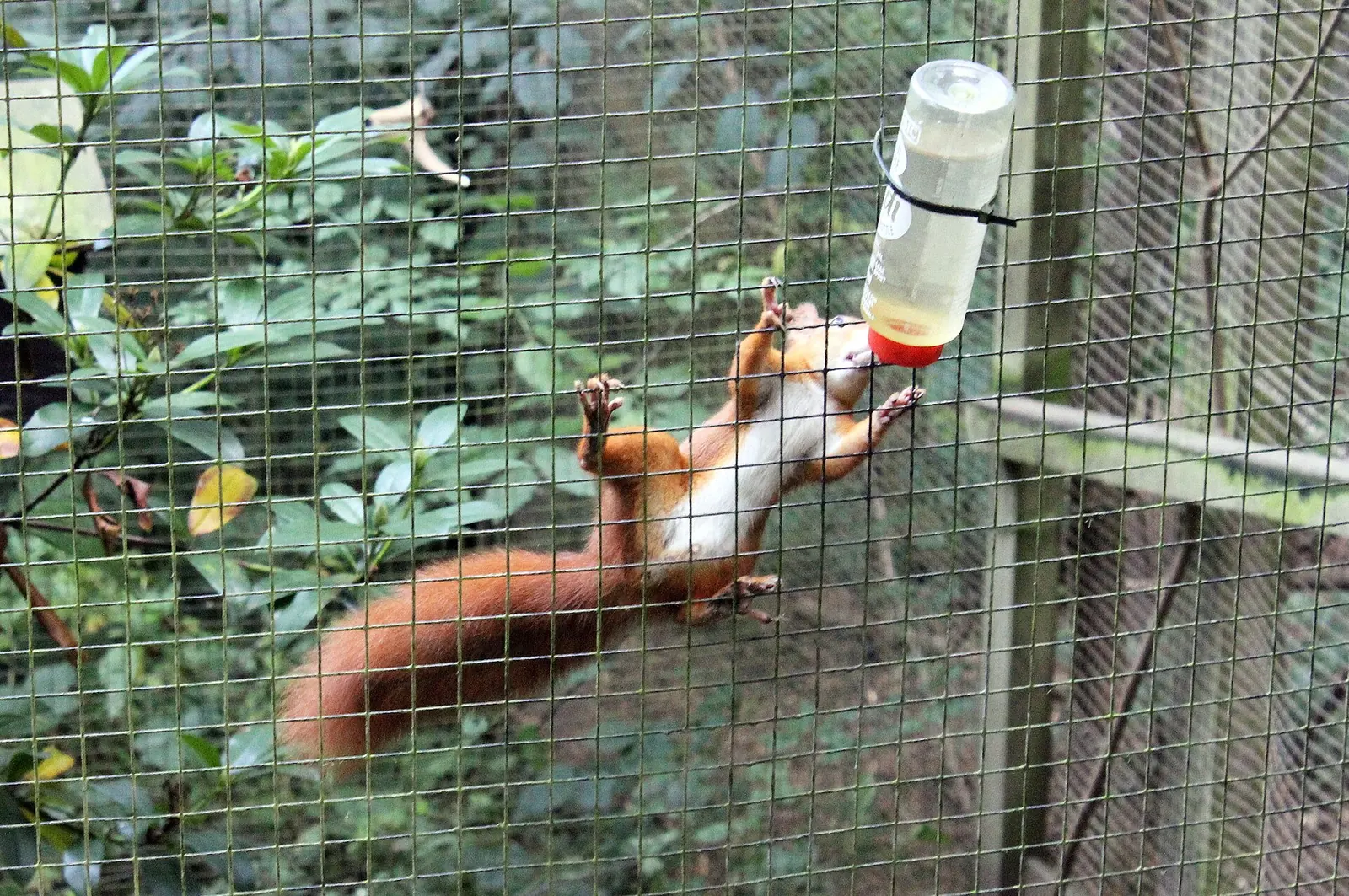 A red squirrel reaching for a feeder inside an enclosure at the Welsh Mountain Zoo.