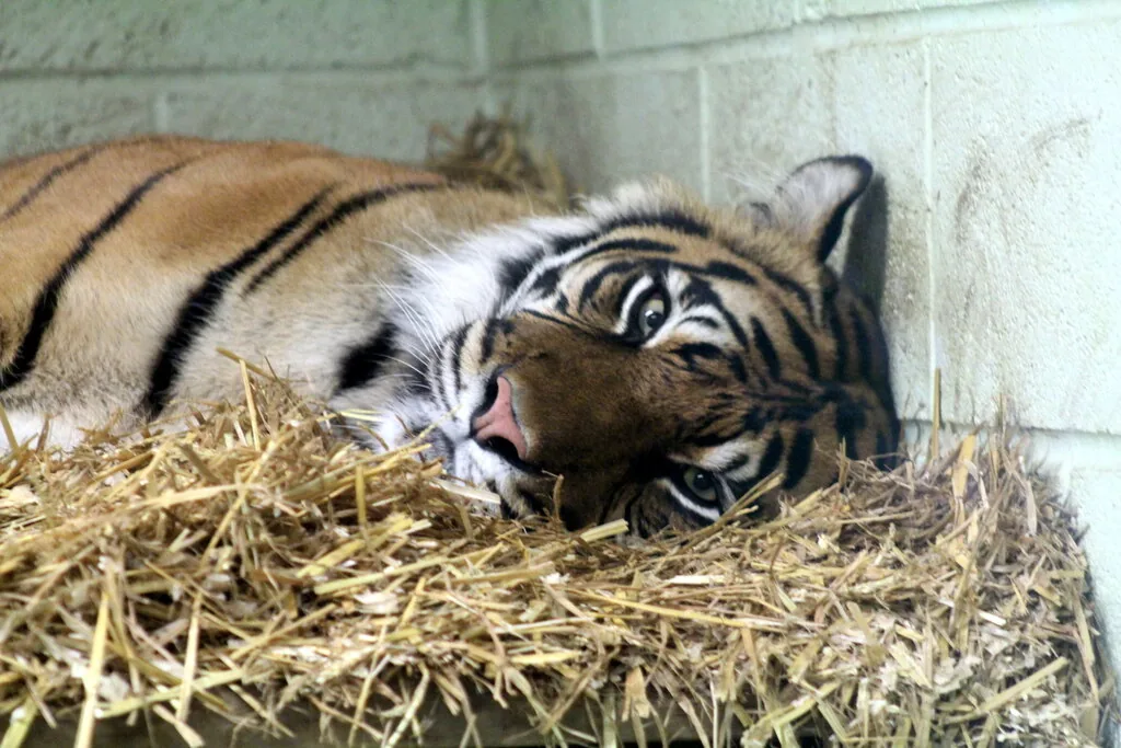 A Sumatran tiger resting on straw bedding at the Welsh Mountain Zoo.
