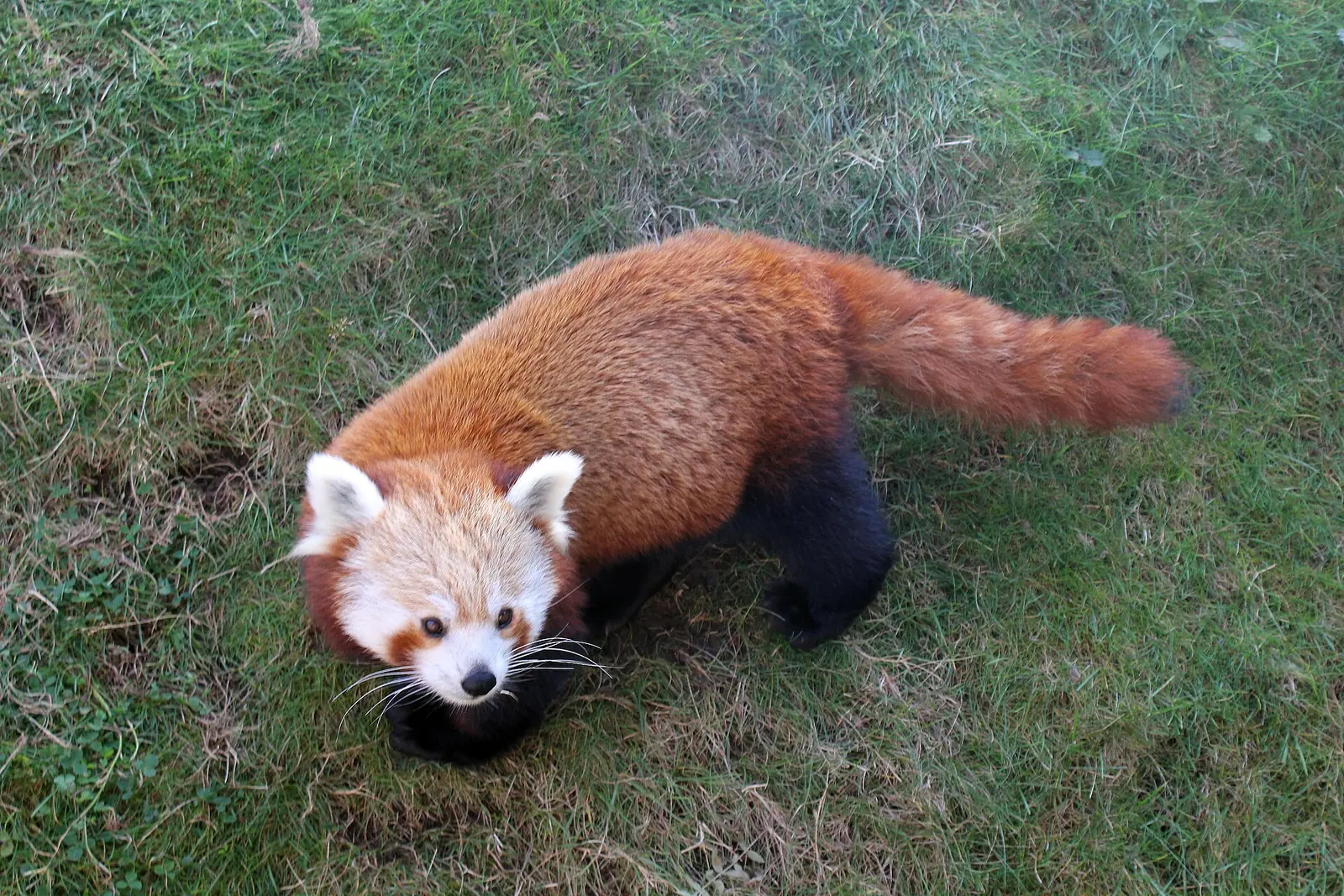 A red panda on grass at the Welsh Mountain Zoo, looking toward the camera.