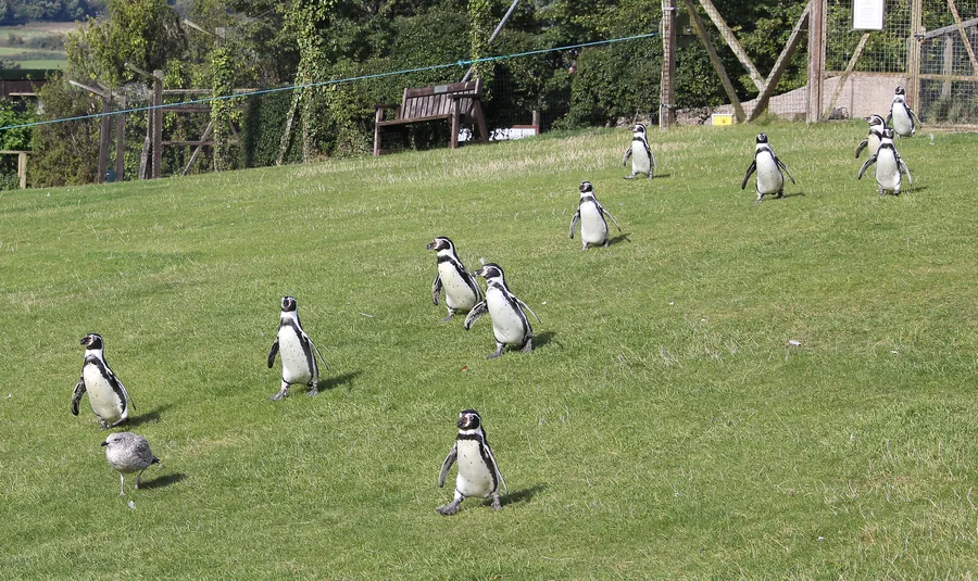 Humboldt penguins crossing the grass at the Welsh Mountain Zoo, Colwyn Bay.